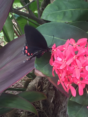 Parides montezuma
