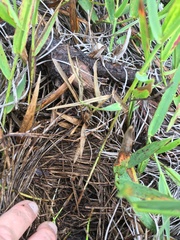 Amphicarpum muehlenbergianum