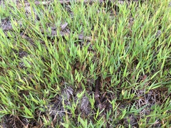 Amphicarpum muehlenbergianum