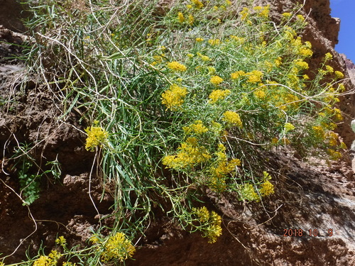 McDougall's Yellowtops (Flaveria mcdougallii)
