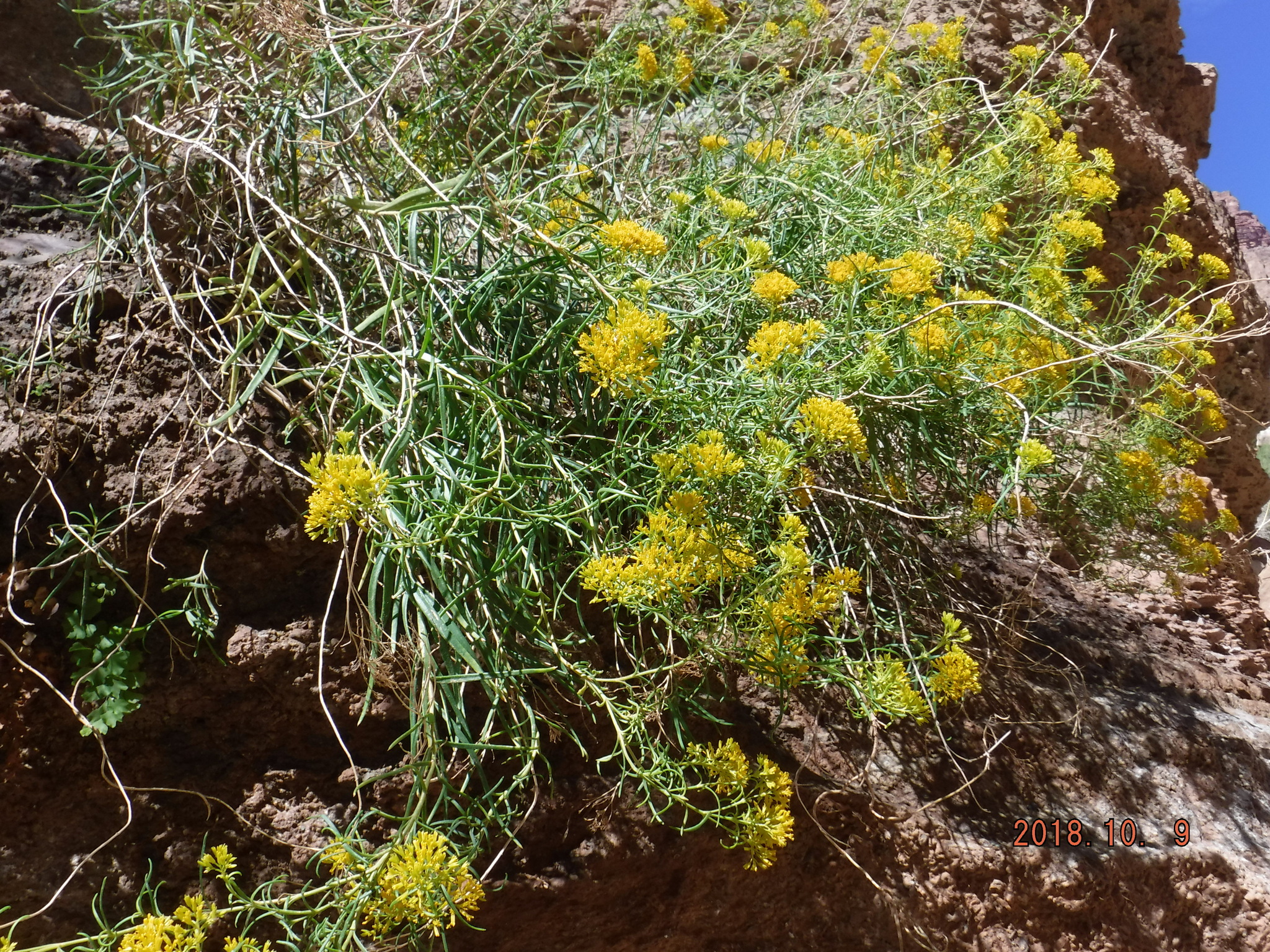 Flaveria mcdougallii