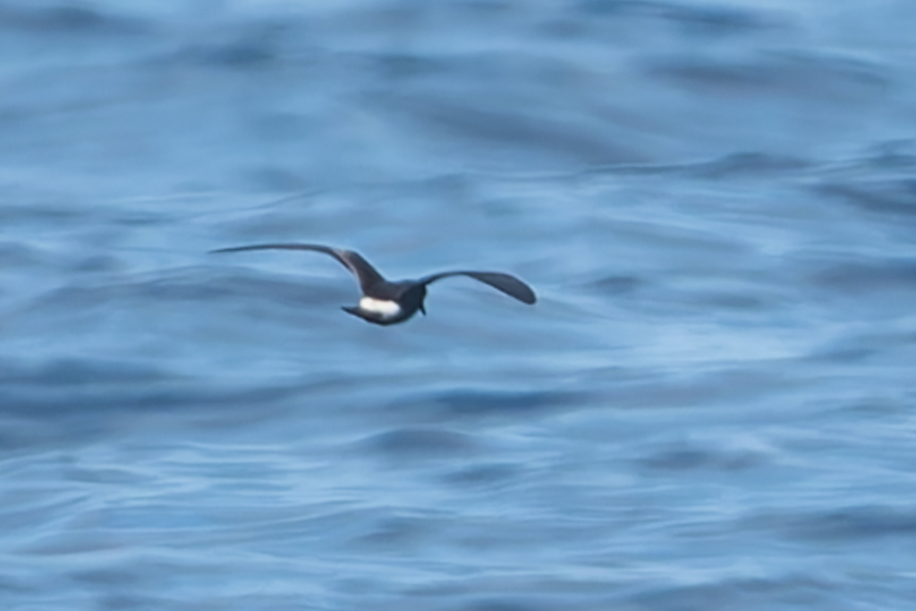 Hydrobates socorroensis