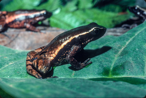 Preuss's Torrent Toad