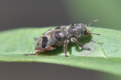 Enoclerus viduus