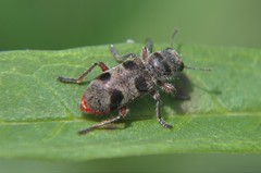 Enoclerus viduus