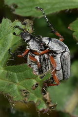 Macrodactylus mexicanus
