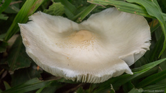 Chlorophyllum hortense