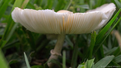 Chlorophyllum hortense