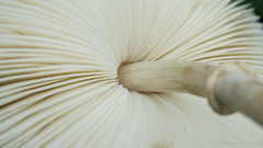 Chlorophyllum hortense