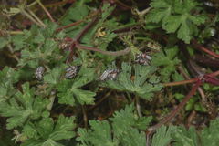 Macrodactylus mexicanus