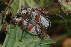 Macrodactylus mexicanus