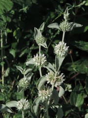 Marrubium incanum