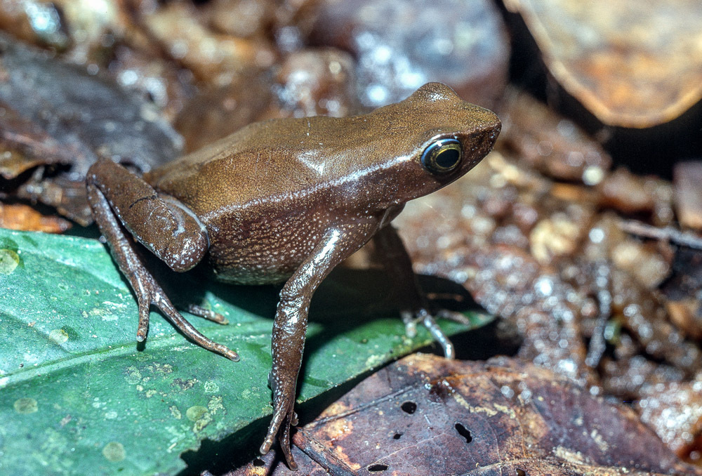 Tandy's Torrent Toad