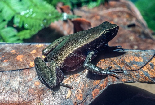 Tandy's Torrent Toad