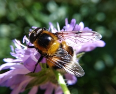 Volucella bombylans