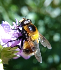Volucella bombylans