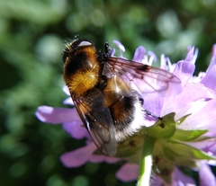 Volucella bombylans