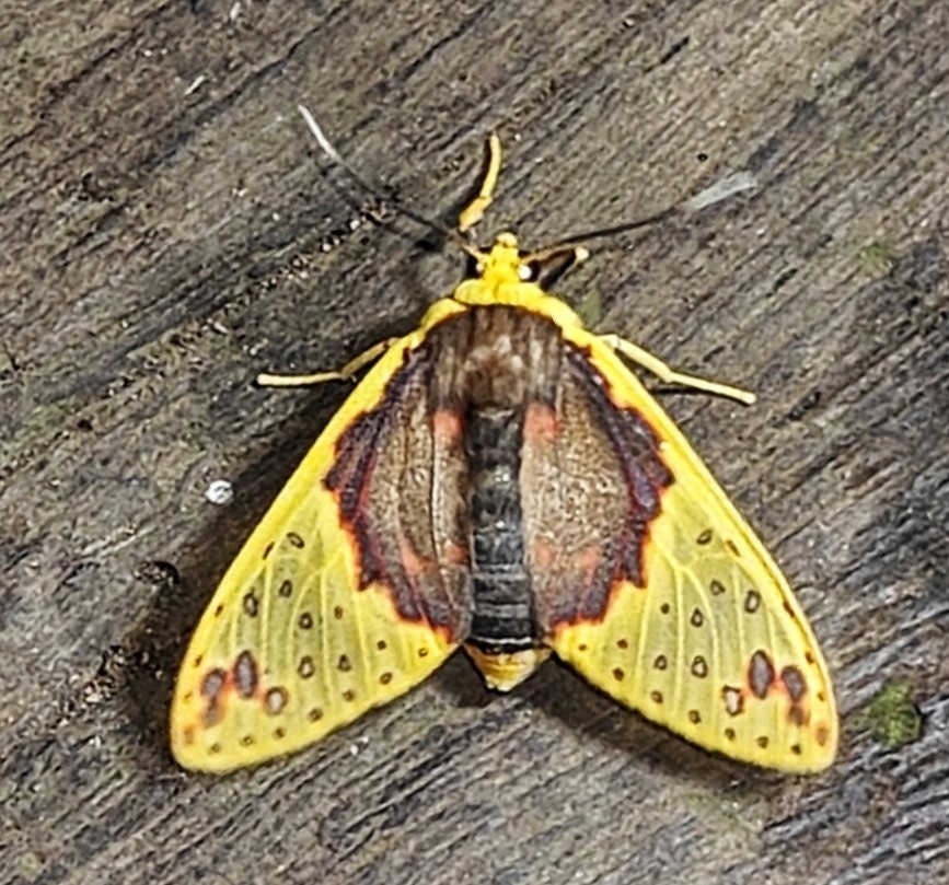 Amaxia apyga