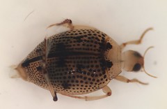 Peltodytes muticus