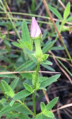 Rhexia nashii