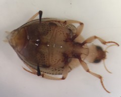 Peltodytes muticus