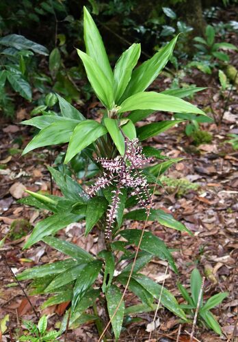Image of Cordyline cannifolia by (c) Wairambar Rainforest, some rights reserved (CC BY)