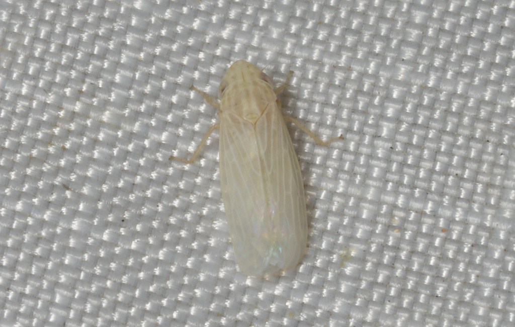 Hecullus bracteatus