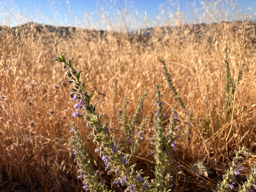 iNaturalist observation photo of Vinegar Weed