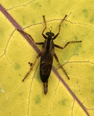 Asilus sericeus