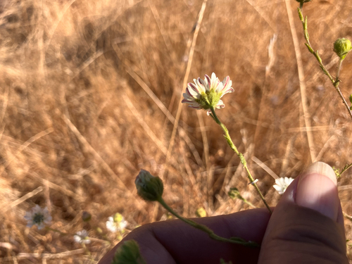 iNaturalist observation photo of Hayfield Tarweed