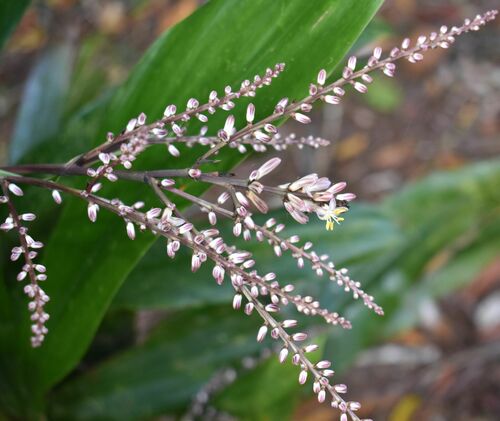 Image of Cordyline cannifolia by (c) Wairambar Rainforest, some rights reserved (CC BY)