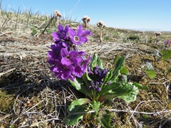 Primula tschuktschorum