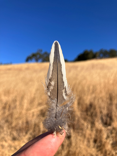 iNaturalist observation photo of California Quail