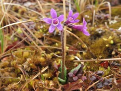 Primula tschuktschorum