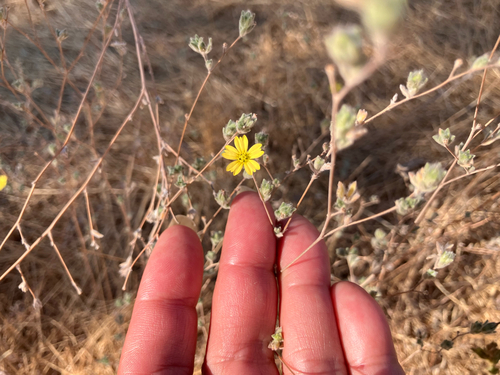 iNaturalist observation photo of common hareleaf