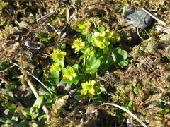 Ranunculus pygmaeus