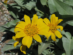Balsamorhiza