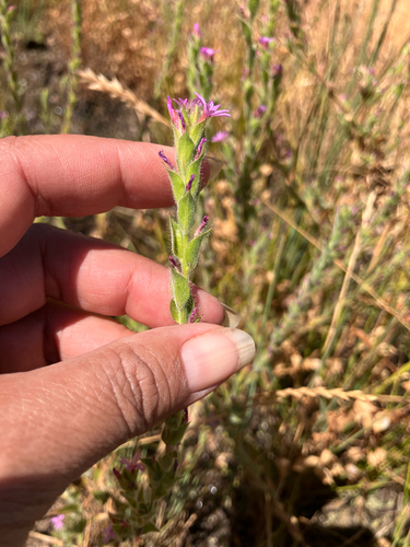 iNaturalist observation photo of denseflower willowherb