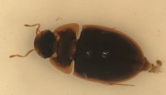Enochrus ochraceus