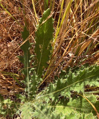 iNaturalist observation photo of Phytomyzinae