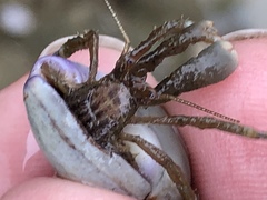 Pagurus hirsutiusculus
