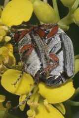 Macrodactylus mexicanus