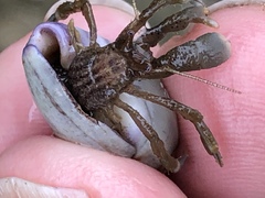 Pagurus hirsutiusculus