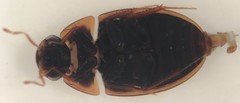 Enochrus ochraceus