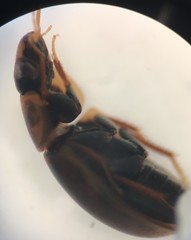 Enochrus ochraceus