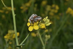 Macrodactylus mexicanus