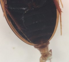 Enochrus ochraceus