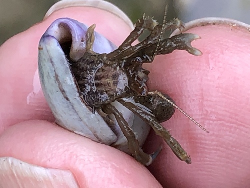 Pagurus venturensis