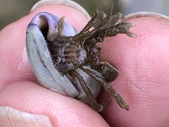 Pagurus hirsutiusculus