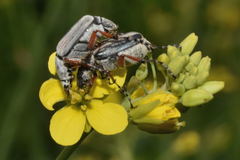 Macrodactylus mexicanus